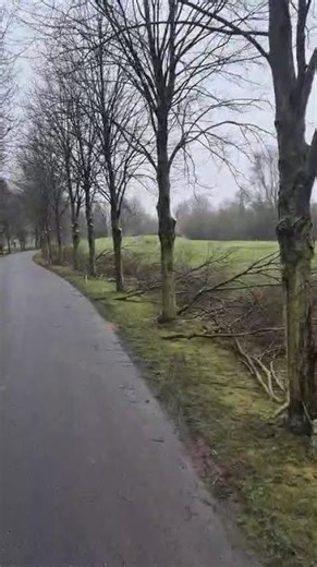 Golf Course Linden Tree Entrance Pruning in the Winter