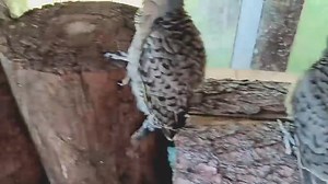 Did you know ~ NORTHERN FLICKER *An average Northern Flicker measures 11-14 inches in length, with a wingspan of 17-21 inches (somewhere between the size of a robin and a crow) *The males will have a black moustache extending from the beak; this is the only dimorphic trait that the Northern Flicker exhibits *The tongue of the Northern Flicker can extend 2 inches past the end of the beak *The primary habitat of the Northern Flicker is open forests, woodlots and semi-open country. They can be foun