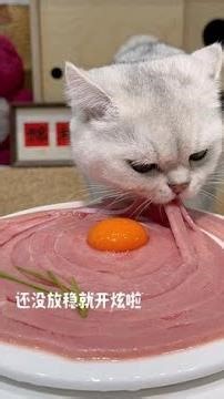 Still not stable, already scrolling! #CuteEverything #RawMeat #FeedingCats #CatRearing