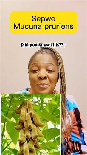 #wellness #health Mucuna pruriens – 20 traditional benefits and how to use (including Parkinson’s) (Traditional use only, written without lines or separators) 1. Parkinson’s (body shaking and stiffness): Traditionally the dried seeds are roasted, ground into powder, and taken ¼ teaspoon in warm porridge or water once daily. 2. Body tremors: Seed powder ¼ teaspoon once a day, usually in the morning. 3. Nerve strength: Leaf or seed powder mixed into food once daily. 4. Brain tiredness: Small amoun