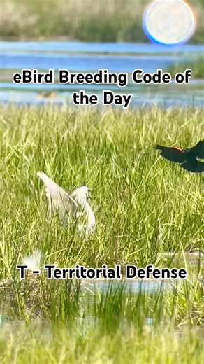 T- Territorial Defense eBird Breeding Code