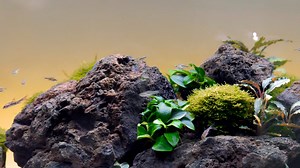 Hey all!!! Hope you enjoy this short video of a shallow planted aquascape with our Serene LED Light fixture and background lighting kit. We'd like to thank your friends at ADG (Aquarium Design Group) for helping us set this aquarium up and aquascape it - and for providing such an amazing location! (This is in their retail showroom in Houston, TX. | Current-USA