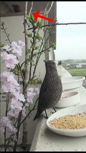 イソヒヨドリの美しい声 0328
