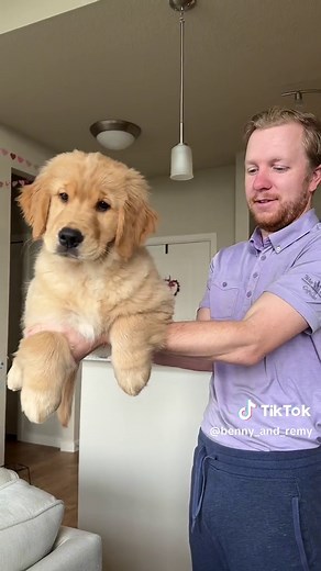 Golden Retriever Puppy Growth Chart and Transformation