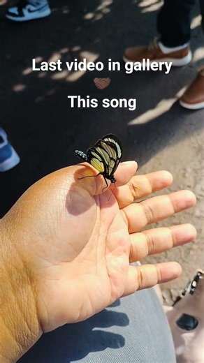 Clearwing Butterfly #fyp #butterfly #viral