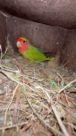 Cute love birds❤️🥰 #lovebirdsfarming #birds #lovebirds #birdingparadise