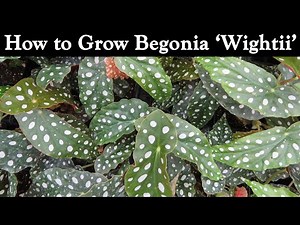 How to Grow Begonia 'Wightii'