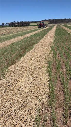 27K views · 145 reactions | Excuse the beep beep beepping But you can see how well raking works to flick the hay over. These rows will also be raked two into one before bailing #AustralianFarming #balinghay #cropping #hay #country #southaustralia #makinghay #farmlife #hayseason #raking #krone | Sunnyhill Arable | Facebook