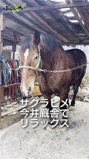 【公式】ばんえい十勝 on Instagram: "厩舎で「ワガママなお嬢様」と呼ばれているほど愛されている #サクラヒメ 。 11月28日。朝の運動を終えてリラックスしている様子です。 #帯広競馬場 #ばんえい競馬"