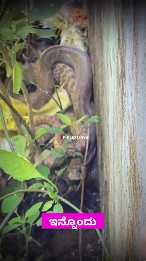 🐍Snake hunting parrot🥹#Snack #Parrot #Forest # #trending #shivamogga #birds
