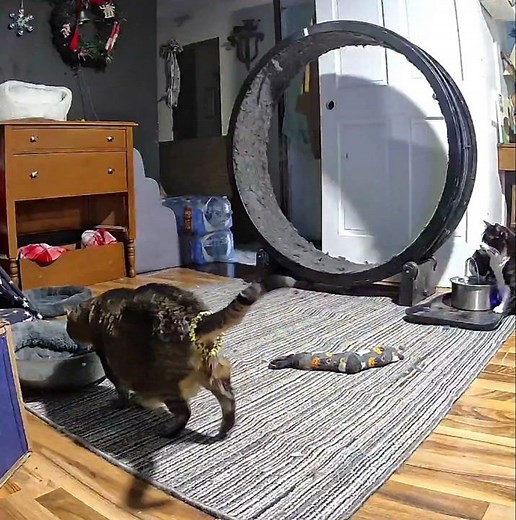 I gave my cat a tail necklace #epiccathouse #funny #cat