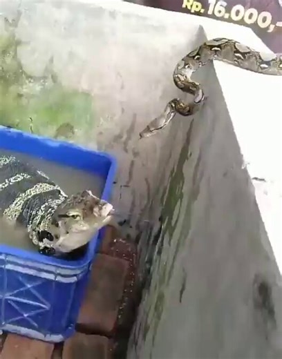 The snake was convinced they were the same species, then the lizard casually pulled out a hand and ruined everything 😂