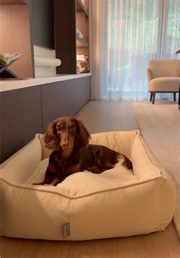 Transitioning Benny to a Cozy Dog Bed from Lords & Labradors