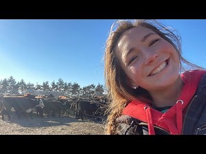 Moving Cows with a Four-Wheeler