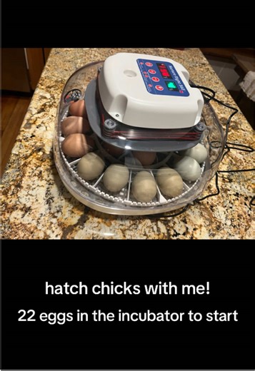 First time incubating chicks and we loved every second of it! Only 5 eggs weren’t fertile, and every egg that was fertile hatched. Happy spring y’all! #farmlife #hobbyfarm #farm #chickensoftiktok #chicken #chicks #hatching