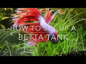 How to set up a Betta tank