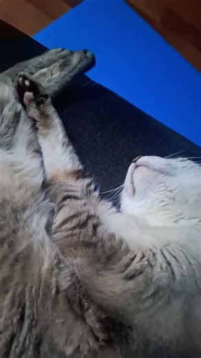 Lovely 19-year-old cat 🐈