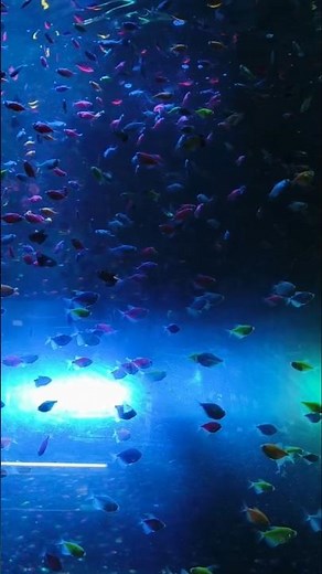 fish show