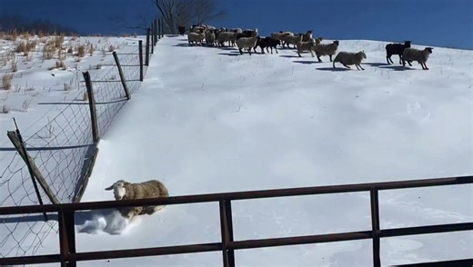 🐑 Turns out animals are having a hard time in the snow and ice too 😅. This is from Joe Riley’s farm in Pocahontas County. And yes, the sheep are ok. None were hurt. They have plenty of flat land, food and shelter. | Rachel Lucas WSLS 10 News
