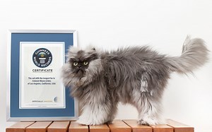 Meet Colonel Meow, the World's Hairiest Cat
