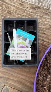 When is a climber also a trailer? When it’s Cobaea scandens. The delightful cup and saucer vine is a firm favourite at Perch Hill where it’s grown up frames as a climber, but also added to pots where, in the absence of a support, it tumbles over the top and down the sides as a ‘trailer’. Both options are equally appealing. If you’re growing Cobaea from seed, now’s the time to get started to allow for a really long growing season, otherwise you could run the risk of the late flowers being ruined 