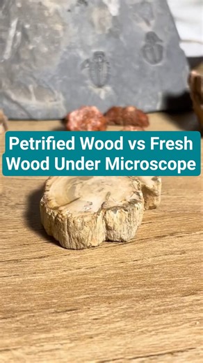 Petrified Wood vs Fresh Wood Under Microscope #biology #science