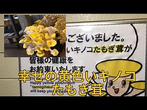 We infiltrated the cultivation and processing plant of the "Happy Yellow Mushroom Tamogi"! We saw...