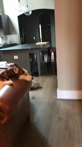 1.2M views · 52K reactions | “It was the cat” - Grover #redgroverredgrover #howling #huskiesofinstagram #huskies #viraldog #funnydogvideos | Grover the Red Siberian Husky | Facebook