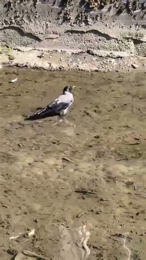 BICOLOR bird walking in the water in early May