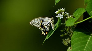 Butterfly, Tiger Butterfly, Insect. Free Stock Video