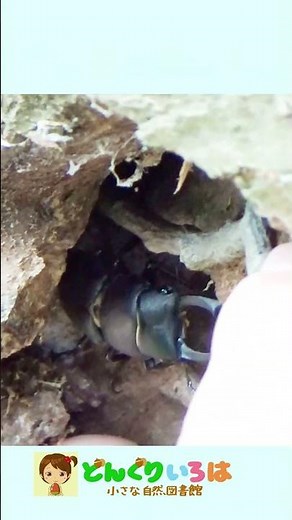 穴の中のクワガタを捕る方法！