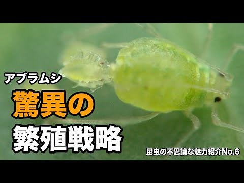 アブラムシの秘密1 〜驚異の繁殖戦略〜昆虫の不思議な魅力紹介No.6