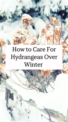 Blueacre Garden on Instagram: "If you’ve had your first frost, you may be wondering what to do with your hydrangeas over the winter? Do you need to prune them? Do their leaves need to be removed? Here’s an easy reference for exactly how to care for your hydrangea plants in the fall and winter months. Remember: your plants are dormant after a few hard frosts. They don’t need too much from you during these months. Treat them like a teenager and don’t do anything to interrupt their sleep! . #hydran
