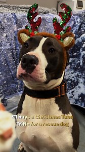 Send a £1 Tuna Trifle to a rescue dog 🐶🎄 and make their Christmas Eve extra special 👅👅 You'll receive a heartwarming video of our dogs tucking in, and you'll also be helping us open the doors to Phase 2 of our Rescue World site in Spring 2026. The build is already underway!! You don't have to spend a lot show you care. This £1 gift will truly make their day 🐶😋 | Dogs 4 Rescue