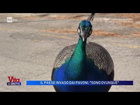 Il paese invaso dai pavoni fa il giro del mondo e arrivano i turisti - Vita in diretta 15/05/2026