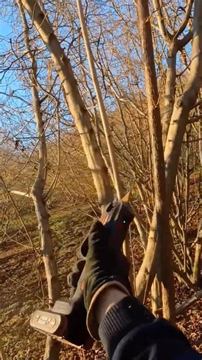 How to prune hazelnut trees
