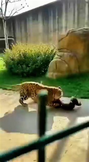 Can Gorilla Save Baby at Zoo?