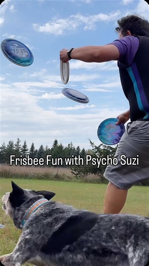 Fairly Odd Dogs | Do you like the way she works it? 😮‍💨😂 This is a super fun dog sport called freestyle disc dog. My wife and I compete locally and across... | Instagram