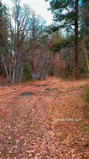 Have you ever been down the Klamath River Canyon? The leaves 🍂 stacking up on the forest floor were beautiful. #klamathfalls #canam #HD11 WATER WORLD Boat & Powersport #medfordoregon | Klamath Talks-Guide