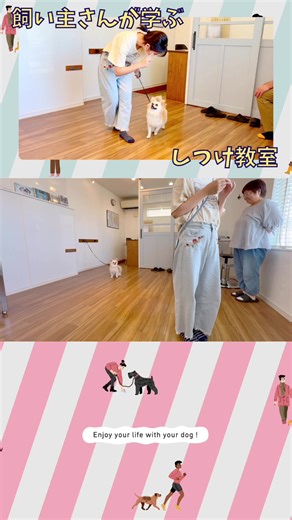 【飼い主さんが学ぶしつけ教室】 チワックスのそらくんと飼い主さんがご通学♪ 今日は初級編の完成回となる3回目のレッスン🐾 🔹歯みがき・耳掃除の順化 🔹じゃれ噛み防止の当てっこゲーム 🔹歩行中のアイコンタクト 🔹声符のみでの「おすわり」「ふせ」 今回はご家族みんなでの参加！ やってみると難しいトレーニングも、そらくんの頑張りで無事クリア👏 犬の学びは、飼い主さんの関わり方で大きく変わります。 📍動画の続きはこちらから @onefordog ←Profileのリンクをタップ！ #しつけ教室 #犬のしつけ #チワックス #家族参加 #犬育て #ドッグトレーニング #OneforDog