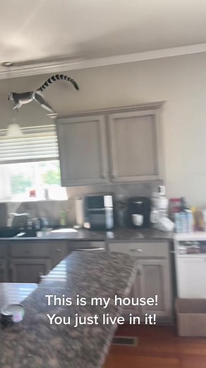 Clover Running Around the House | Lemur Videos Compilation