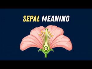 Sepal Meaning | Sepal Explained in Simple English (Flower Parts)