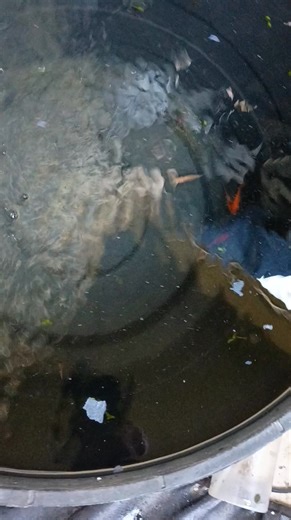 Chillin and cleaning up the patio also added new goldfish to the patio pond. Just need some good plants to add to the pond or any suggestions to make it look a little better? | Omar Soliz