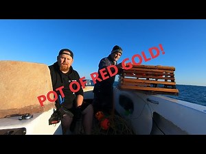 The Pot of RED gold! Catching crayfish - Western rock lobster - BIG octopus! Perth Australia