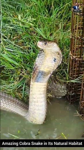 Amazing Cobra Snake in Its Natural Habitat #snake #wildliferescue #cobra #wildlifeentertainment