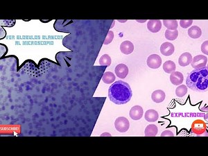 Cómo Observar GLOBULOS BLANCOS Al Microscopio