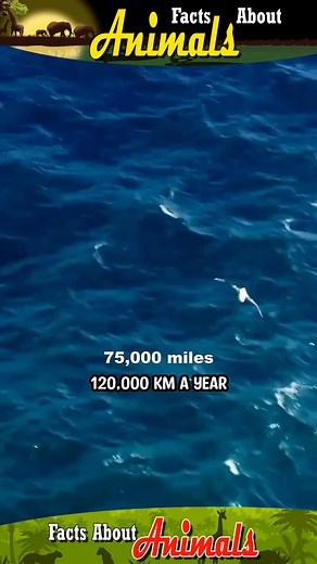 2.3K views · 26 reactions | Who else is willing to take such risks for their offspring, similar to this sandgrouse father? #lifestyle #facts #about #animals #nature | Facts about Animals | Facebook