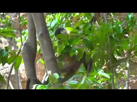 Capuchin monkey, the most intelligent in the Americas