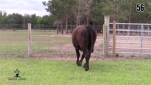 Lot 56: Chessie Creek Farm - Chessie Creek Bred Heifer Sale