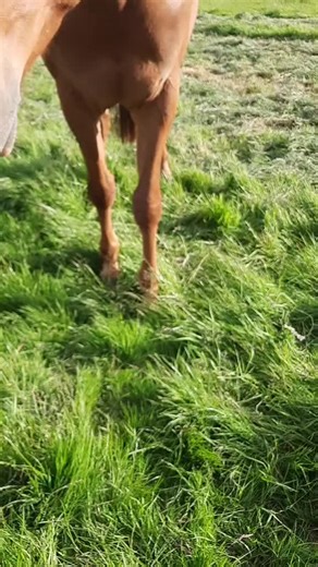 Anna Fee Murphy (@annafeemurphy)’s videos with original sound - Creating Wonders